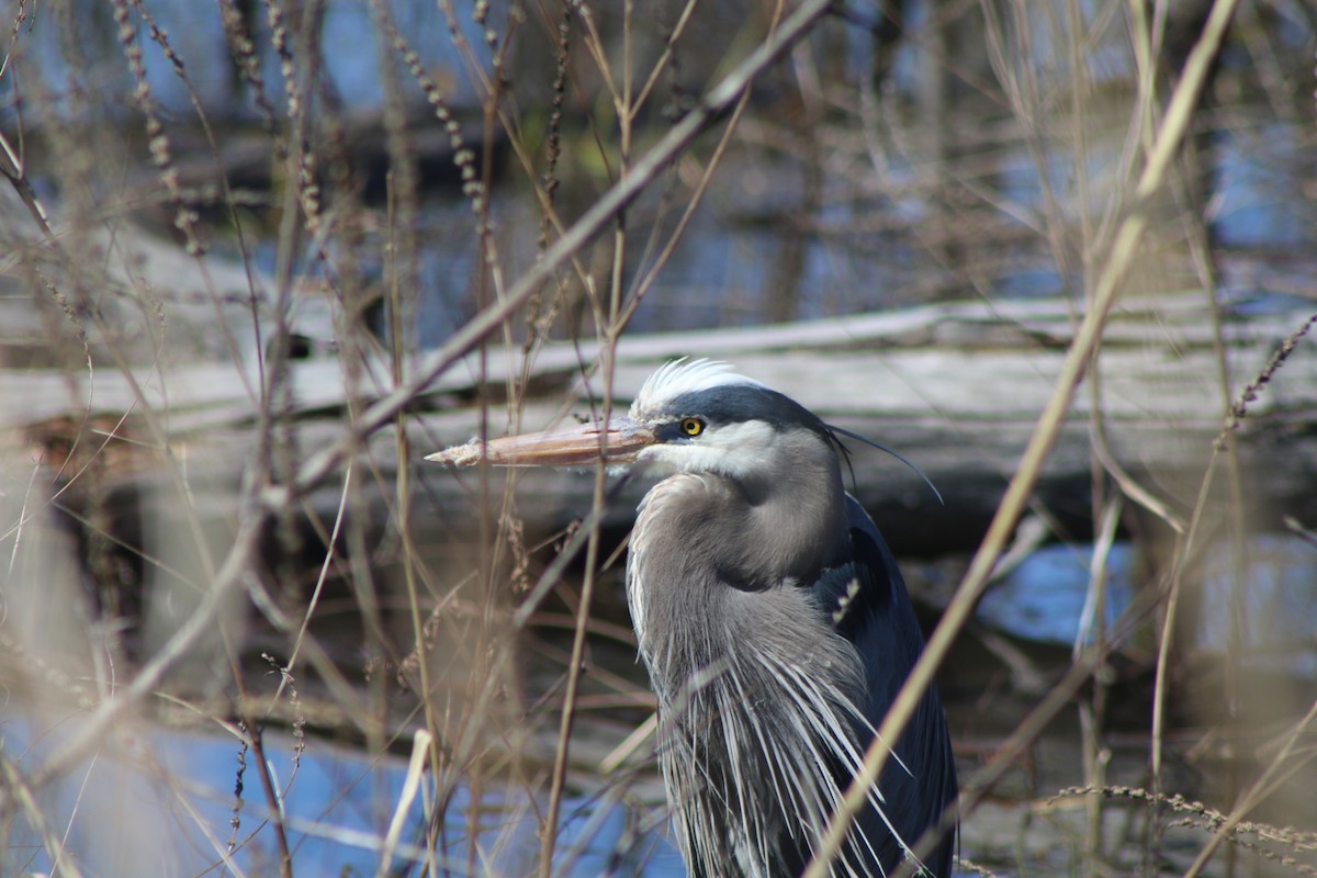 Great Blue Heron - Cory Ruchlin