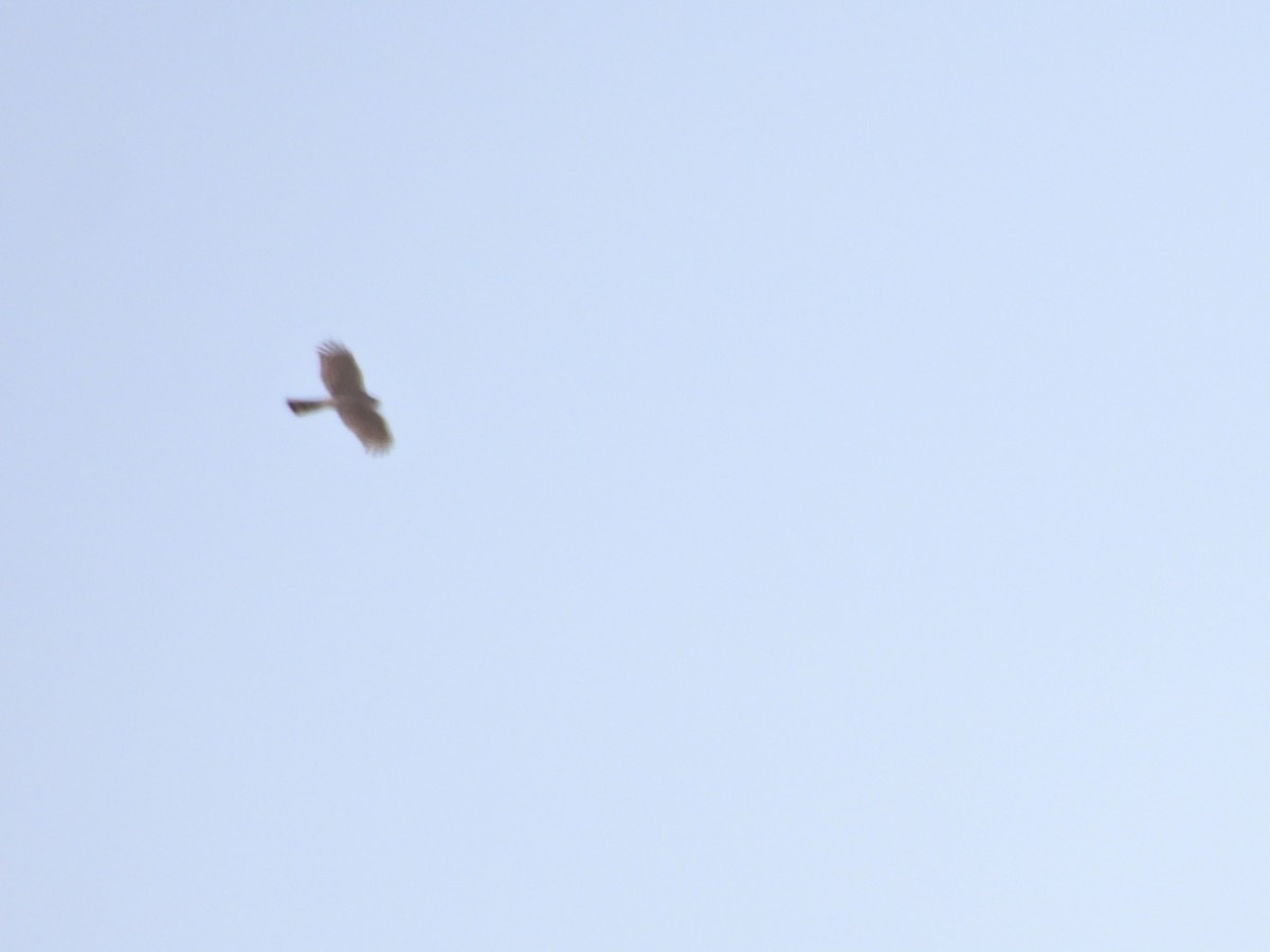 Sharp-shinned Hawk - ML617887105