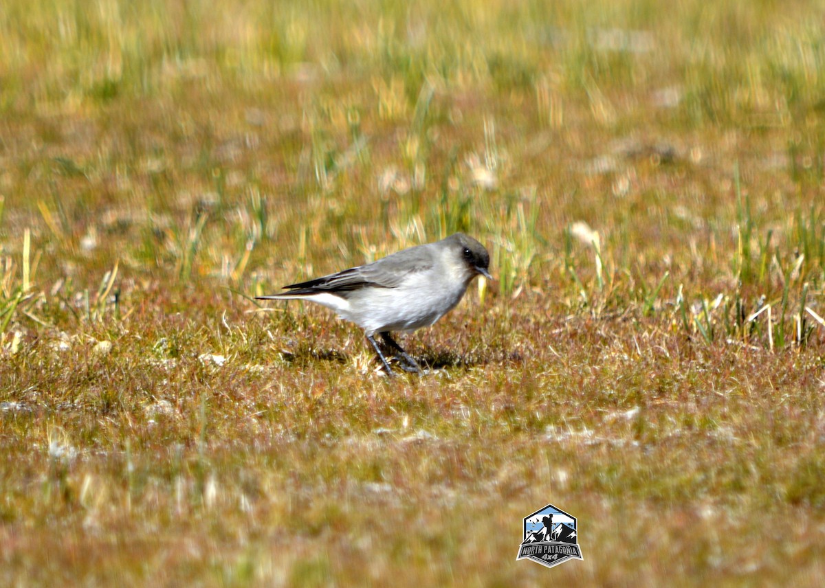 Dark-faced Ground-Tyrant - Estela  Garrido