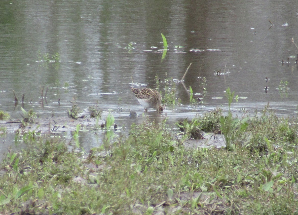 Bécasseau à poitrine cendrée - ML617887177