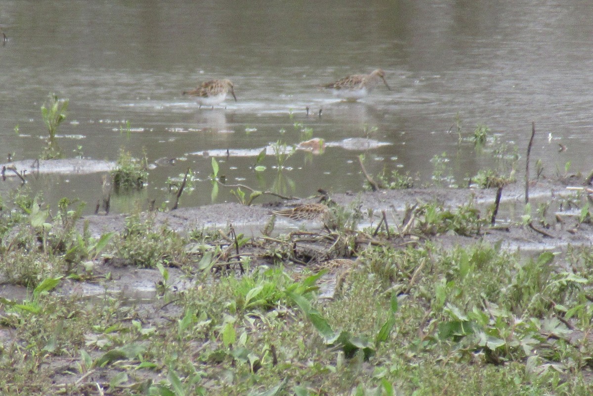 Pectoral Sandpiper - ML617887178