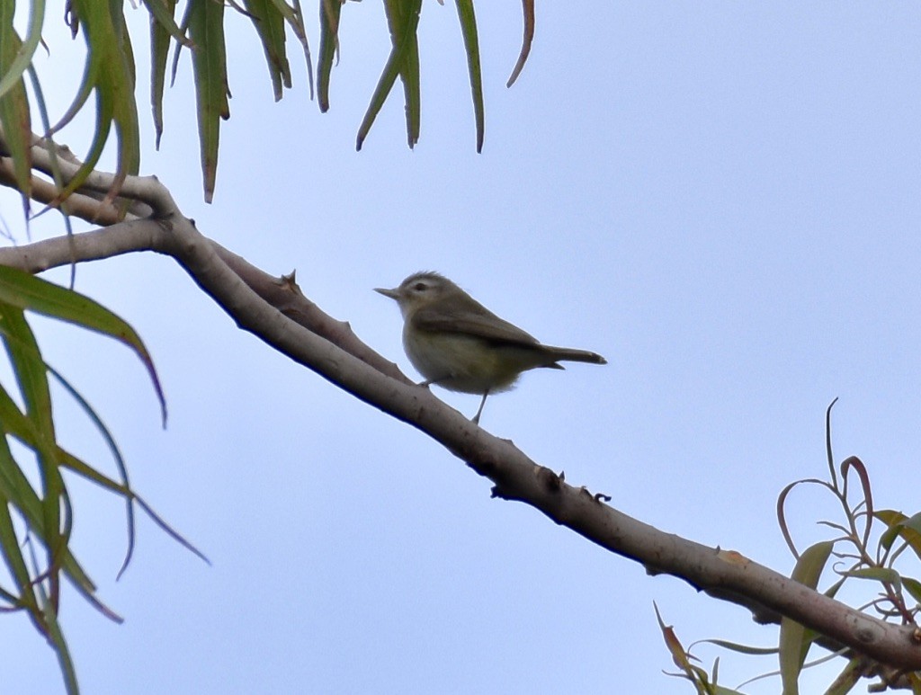 Warbling Vireo - Patricia Langen