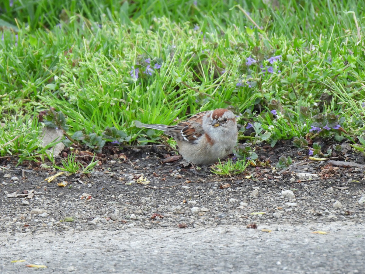 American Tree Sparrow - ML617887195