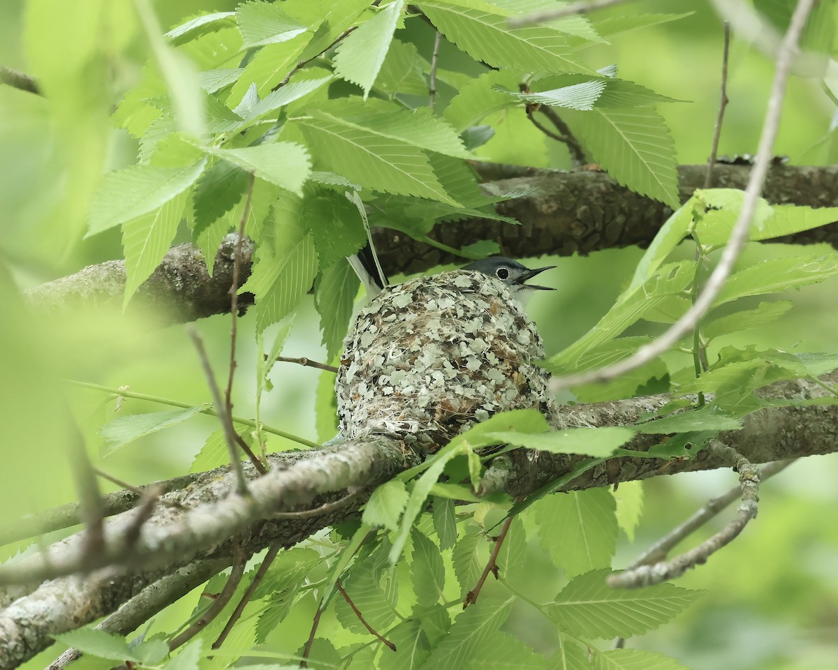 Blue-gray Gnatcatcher - ML617887196