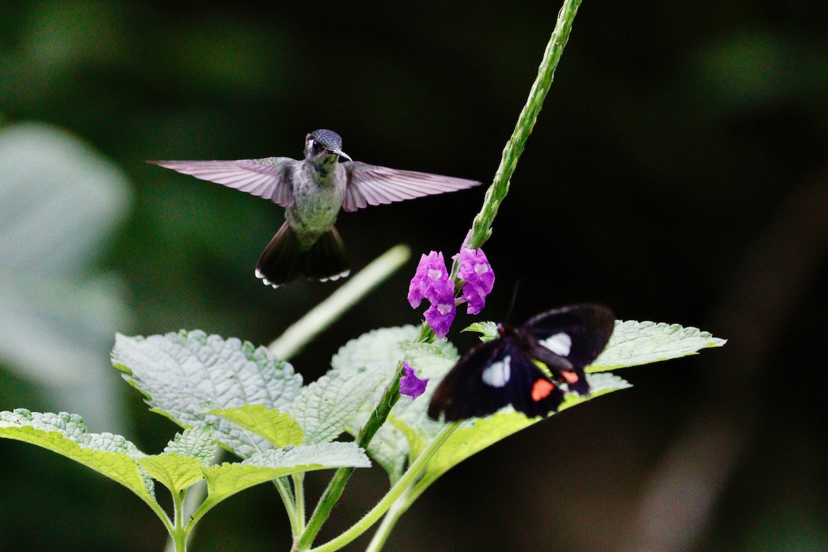 Violet-headed Hummingbird - ML617887209