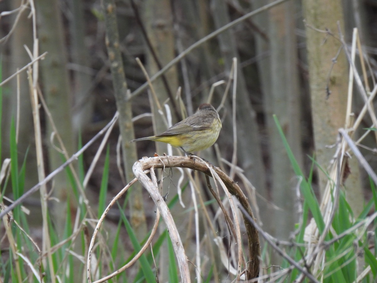 Palm Warbler - ML617887223