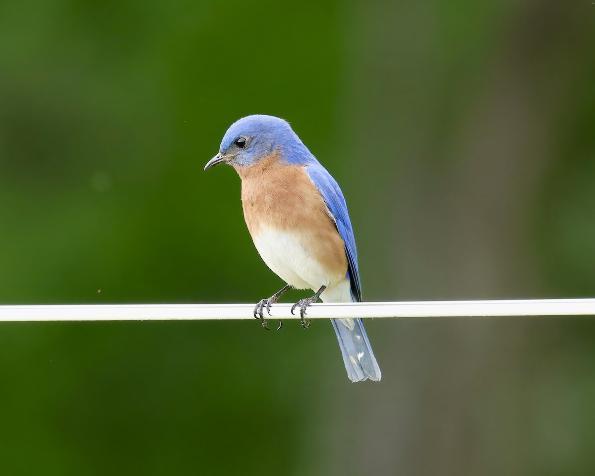 Eastern Bluebird - ML617887248