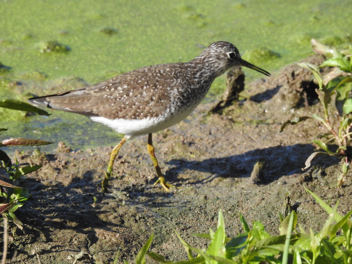 Solitary Sandpiper - ML617887295