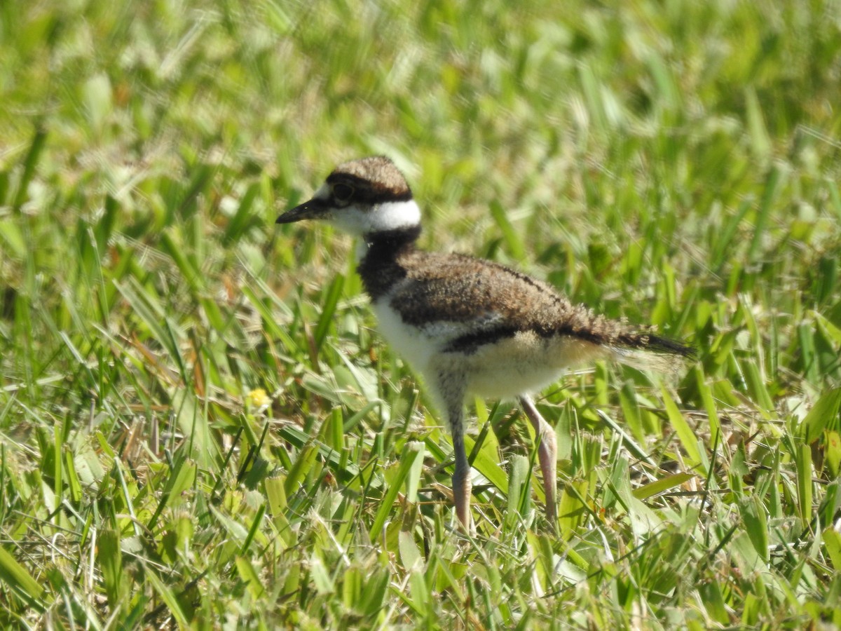 Killdeer - ML617887319