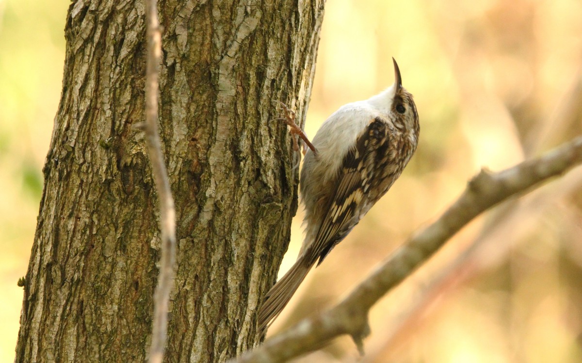 Eurasian Treecreeper - ML617887329