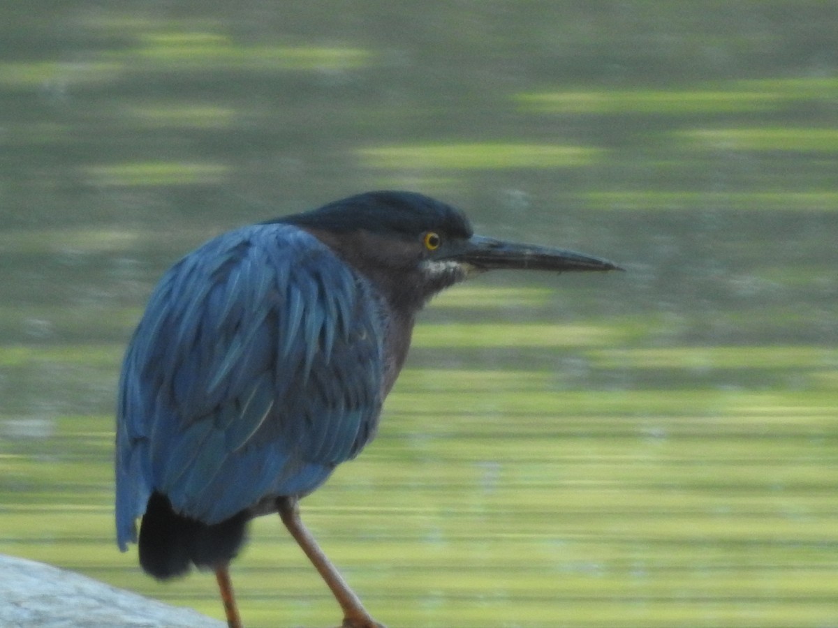 Green Heron - Patti Niswonger