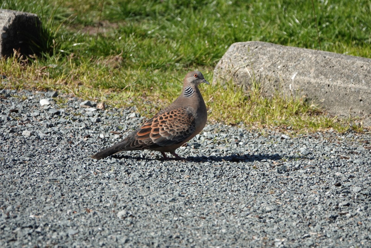 Oriental Turtle-Dove - ML617887430