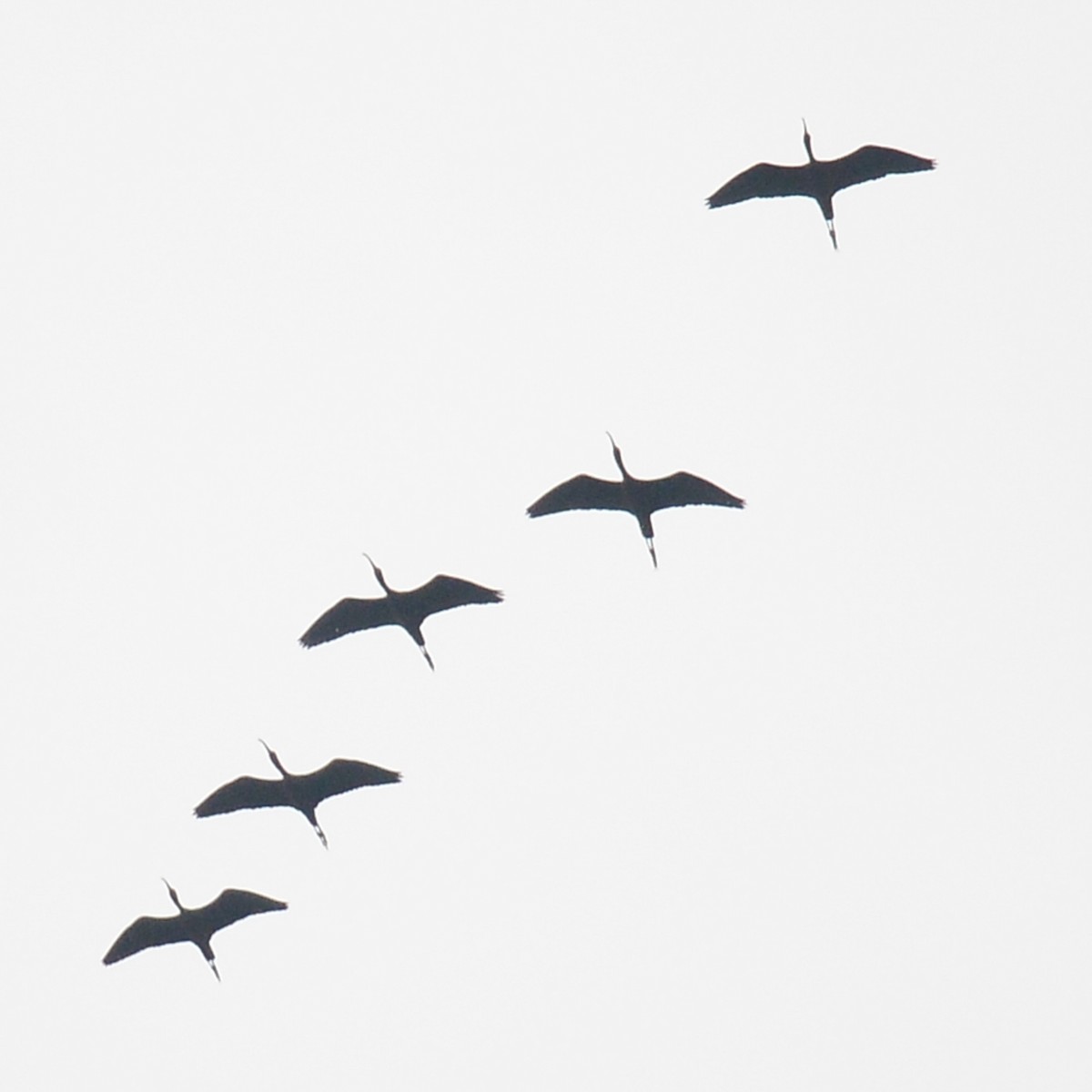 Glossy/White-faced Ibis - ML617887433