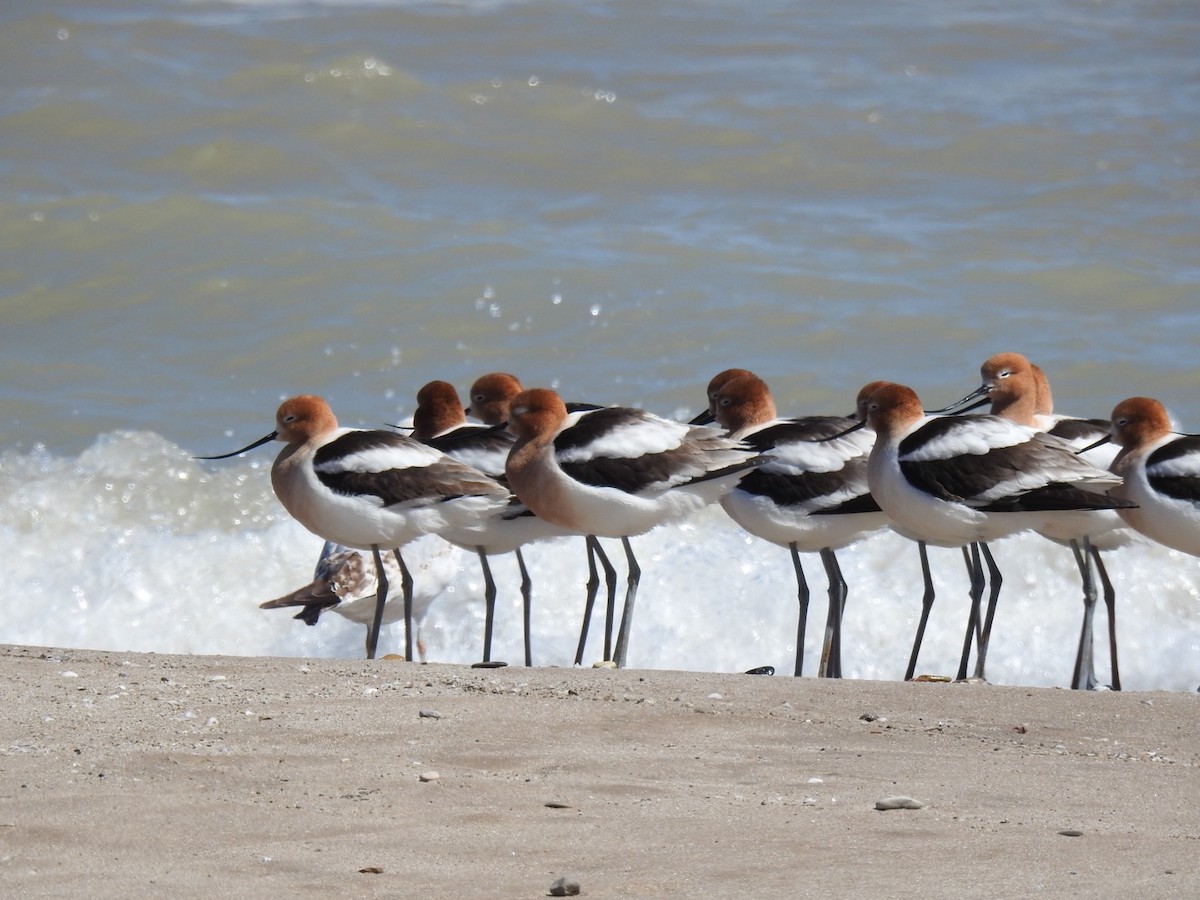 American Avocet - ML617887449