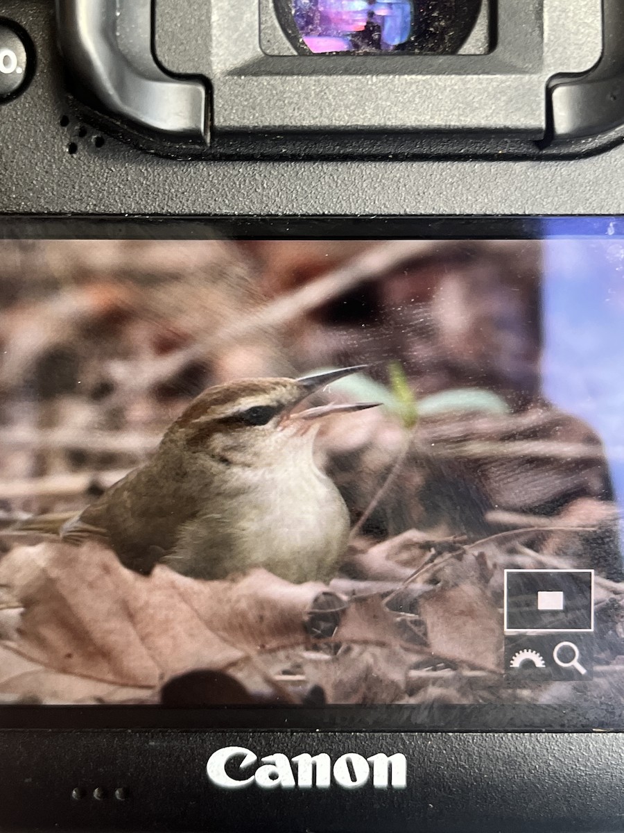 Swainson's Warbler - ML617887457