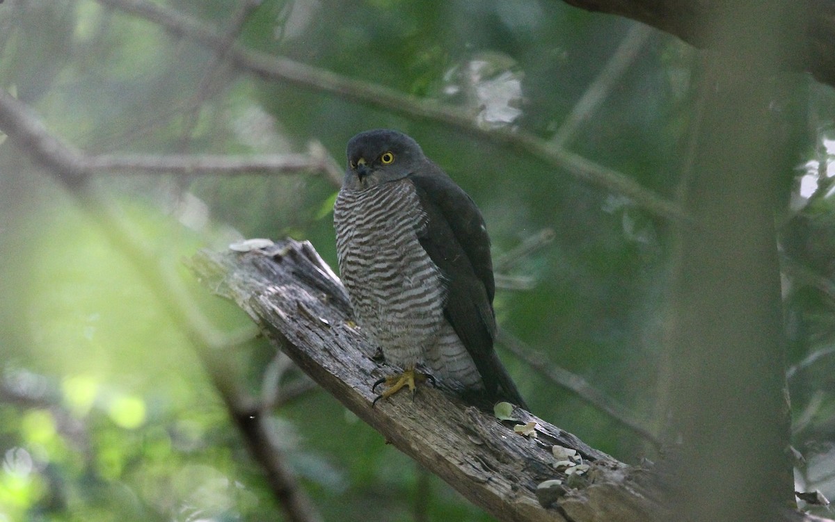 Frances's Sparrowhawk - ML617887462