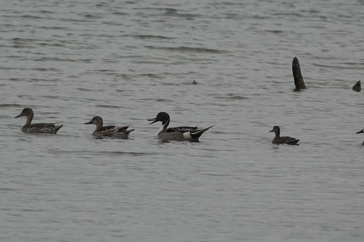 Northern Pintail - ML617887478