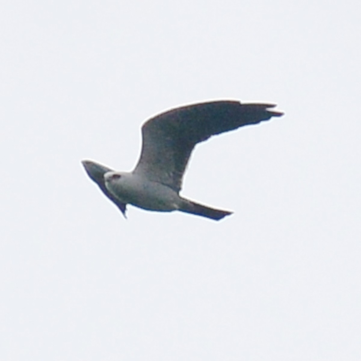 Mississippi Kite - ML617887486