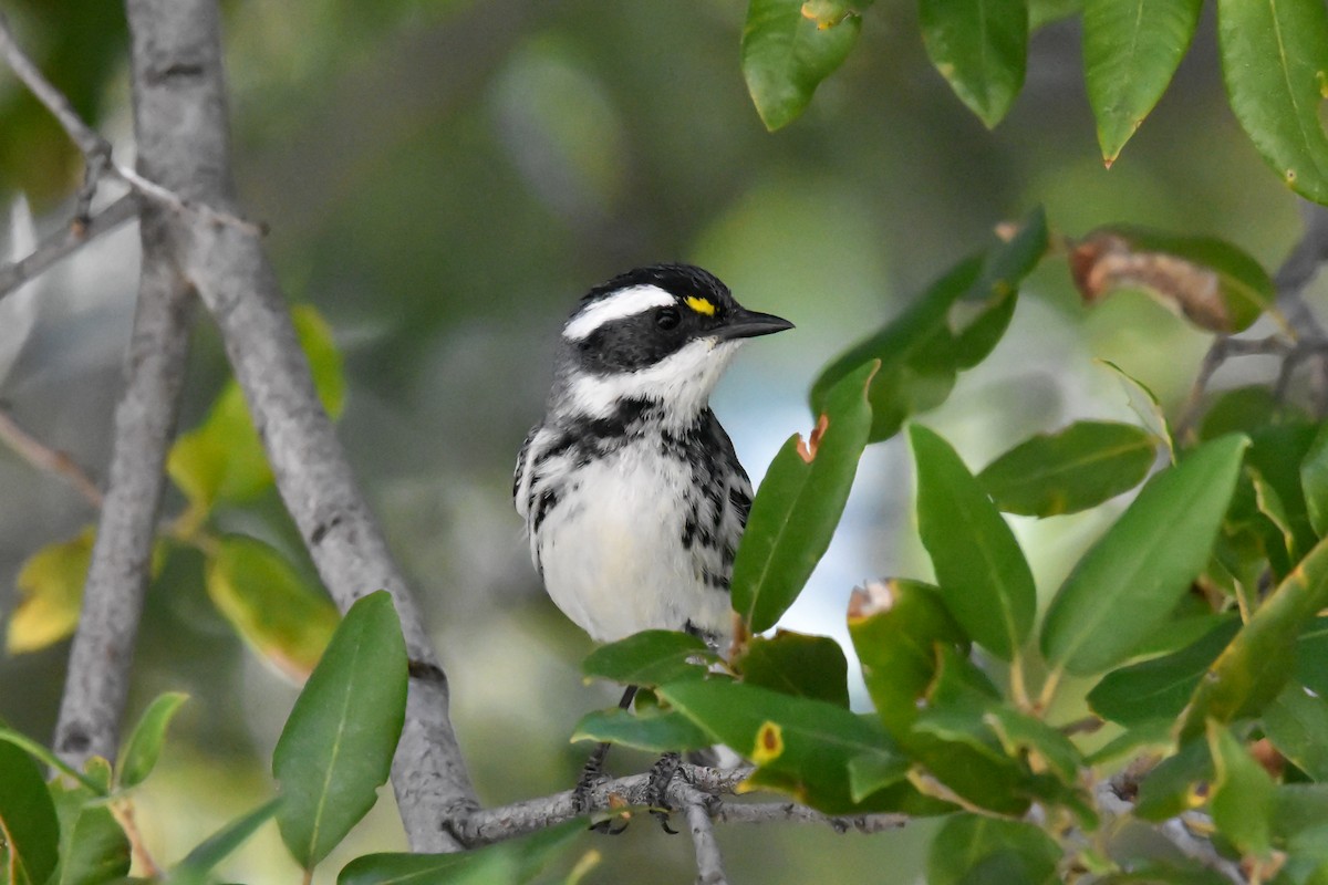 Black-throated Gray Warbler - ML617887488