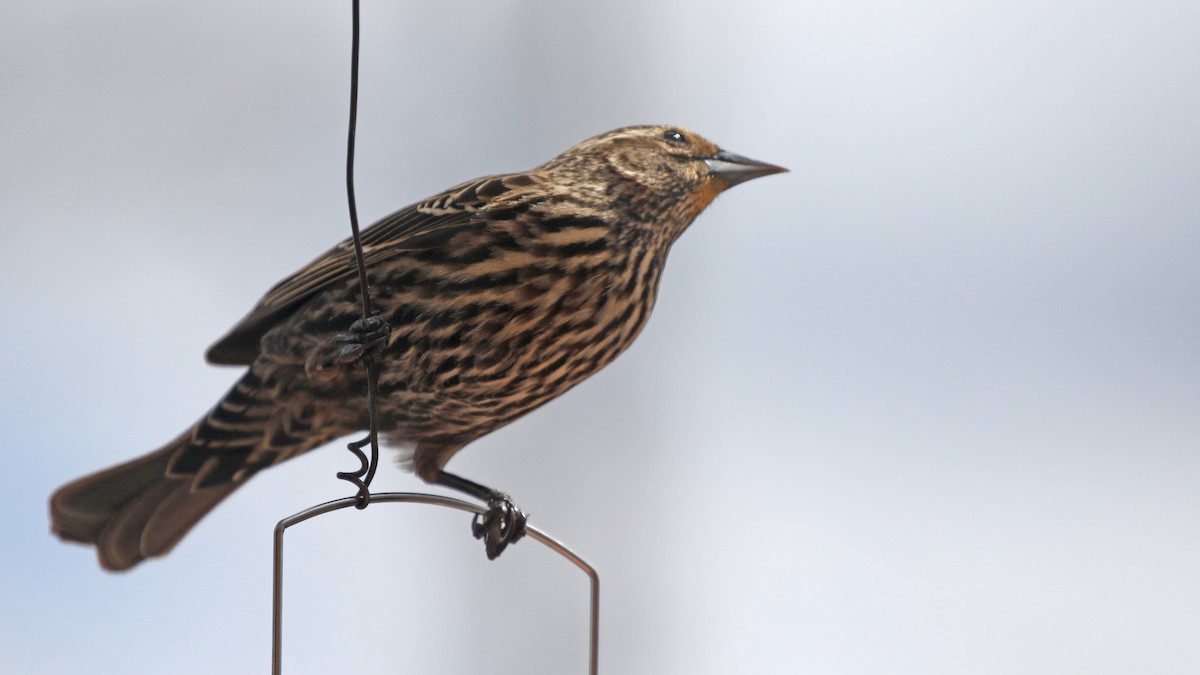 Red-winged Blackbird - Jim Sims