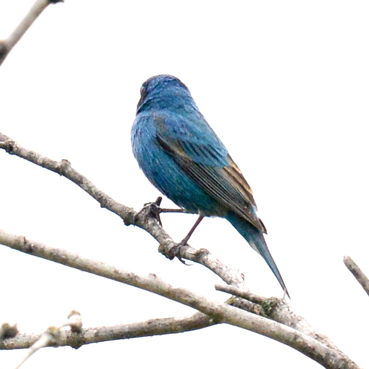 Indigo Bunting - ML617887538