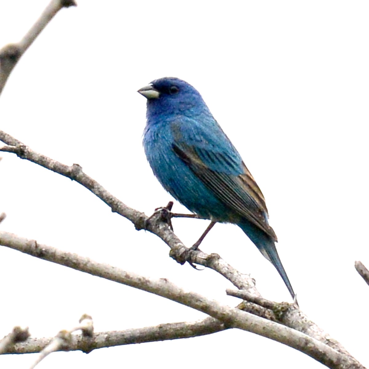 Indigo Bunting - ML617887539