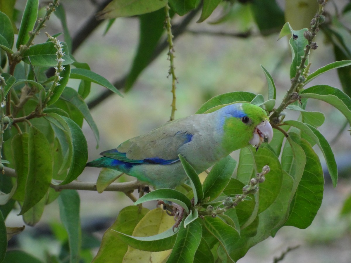 Pacific Parrotlet - Francisco Sornoza