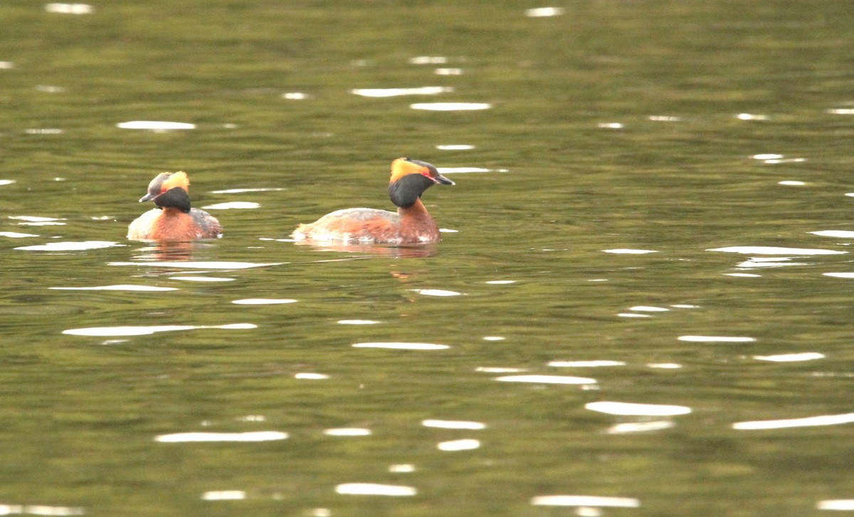 Horned Grebe - Simon Davies