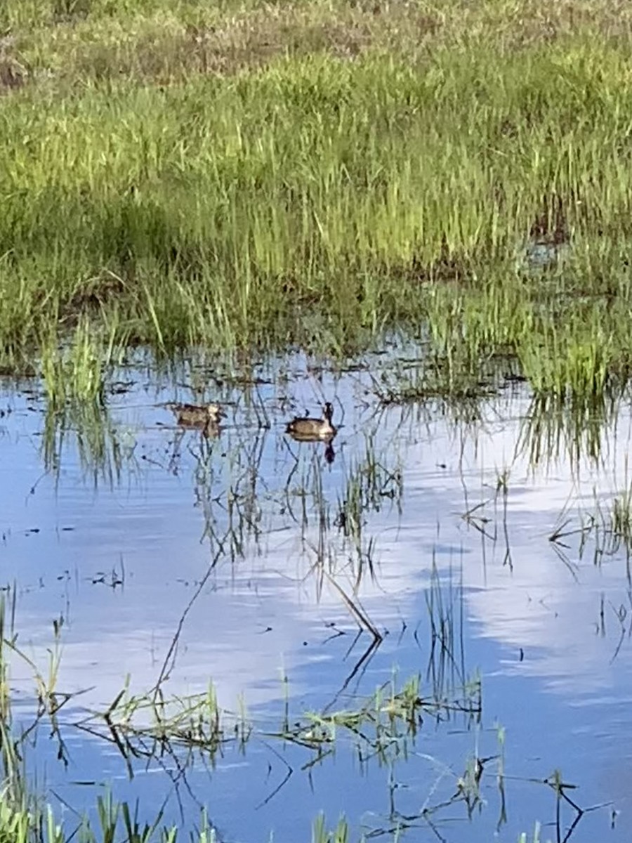 Blue-winged Teal - ML617887560