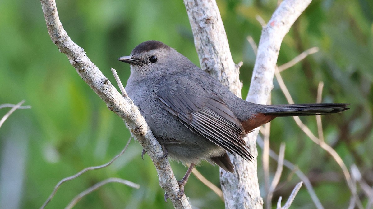 Gray Catbird - ML617887561