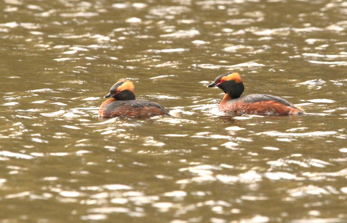 Horned Grebe - ML617887562