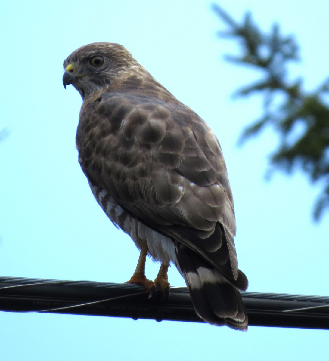 Broad-winged Hawk - ML617887589