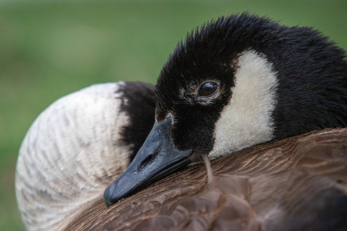 Canada Goose - ML617887592