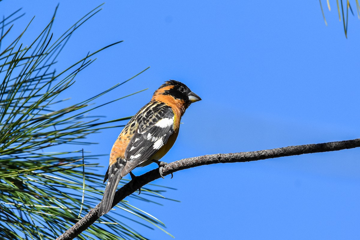 Black-headed Grosbeak - ML617887593