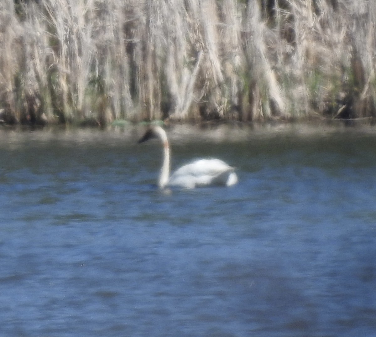 Trumpeter Swan - ML617887623