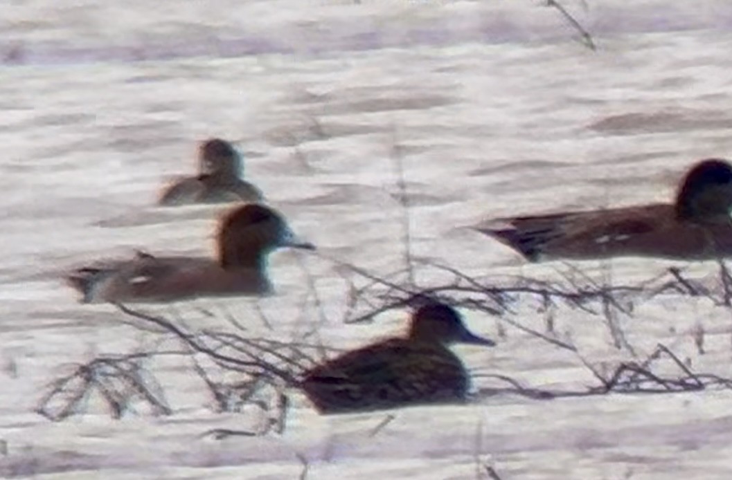 Eurasian Wigeon - ML617887650