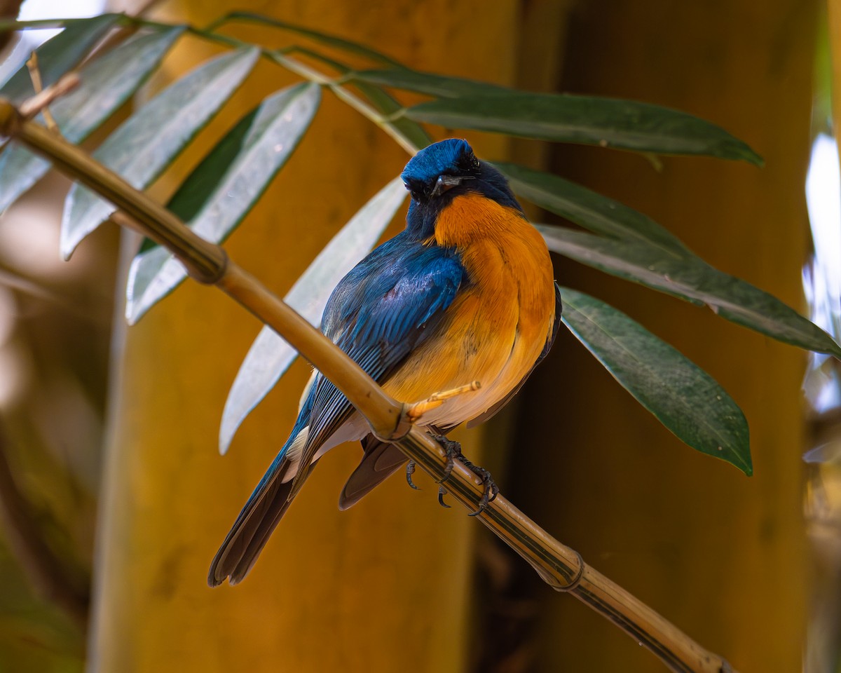 Tickell's Blue Flycatcher - ML617887669