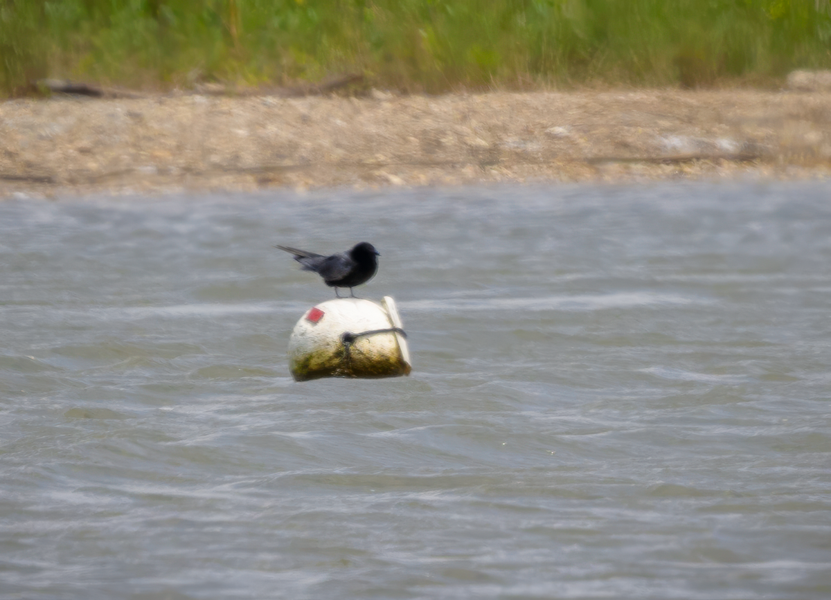 Black Tern - Frank Farese