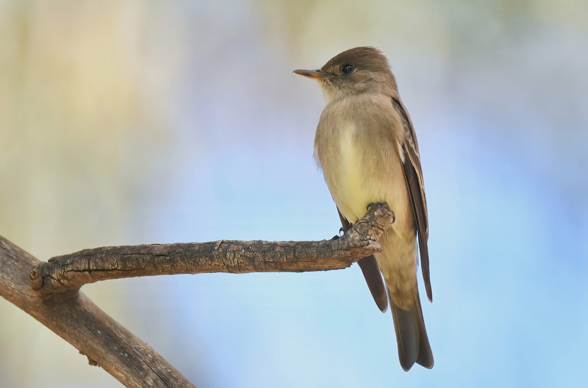 Western Wood-Pewee - Barbara Wise