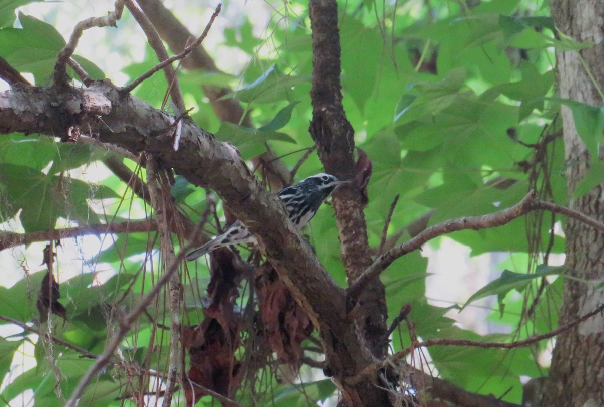 Black-and-white Warbler - ML617887691