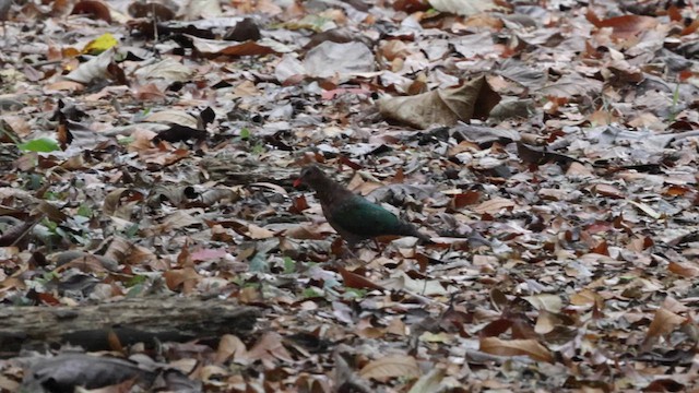 Asian Emerald Dove - ML617887694