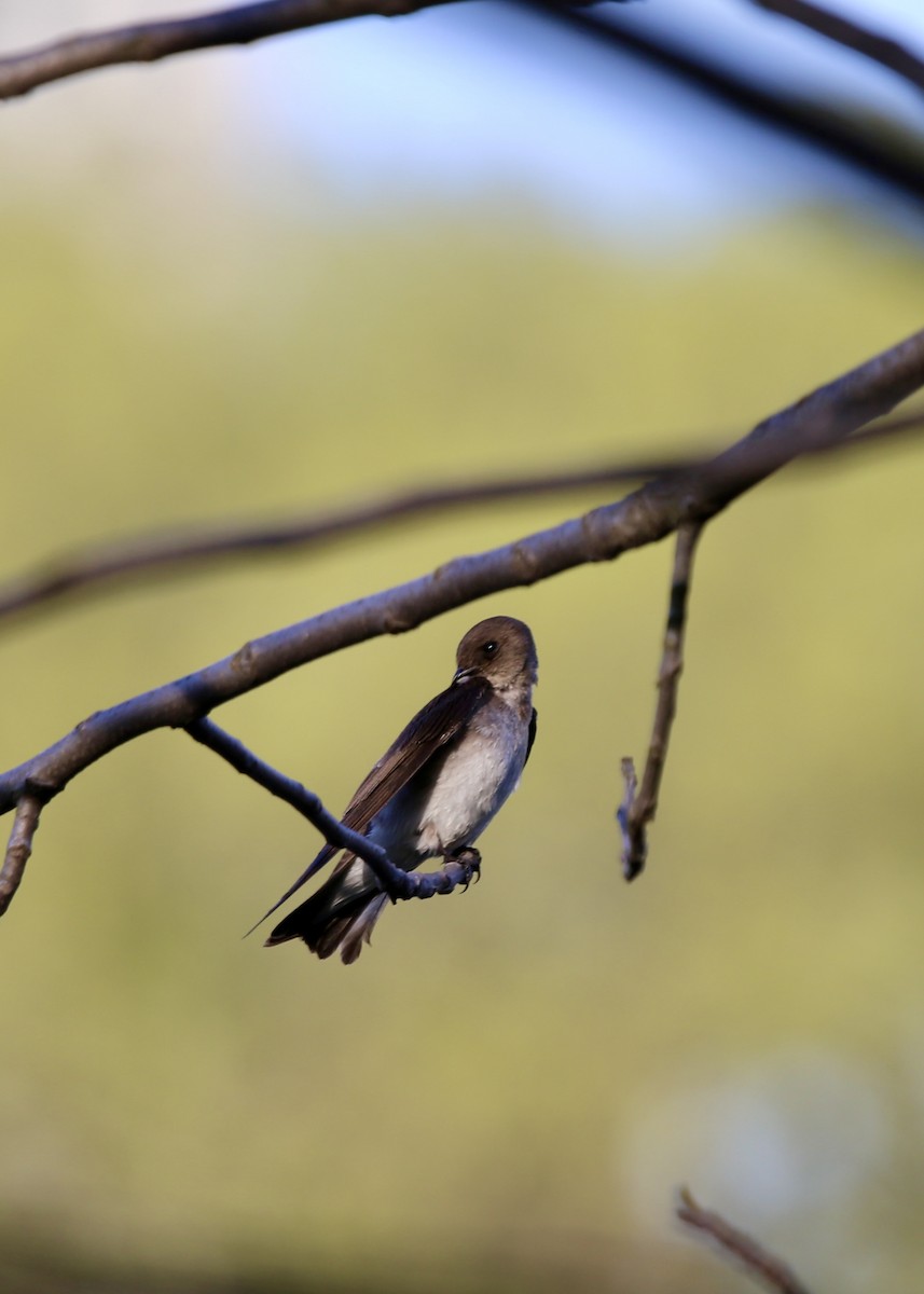 Northern Rough-winged Swallow - Bhima Aryateja