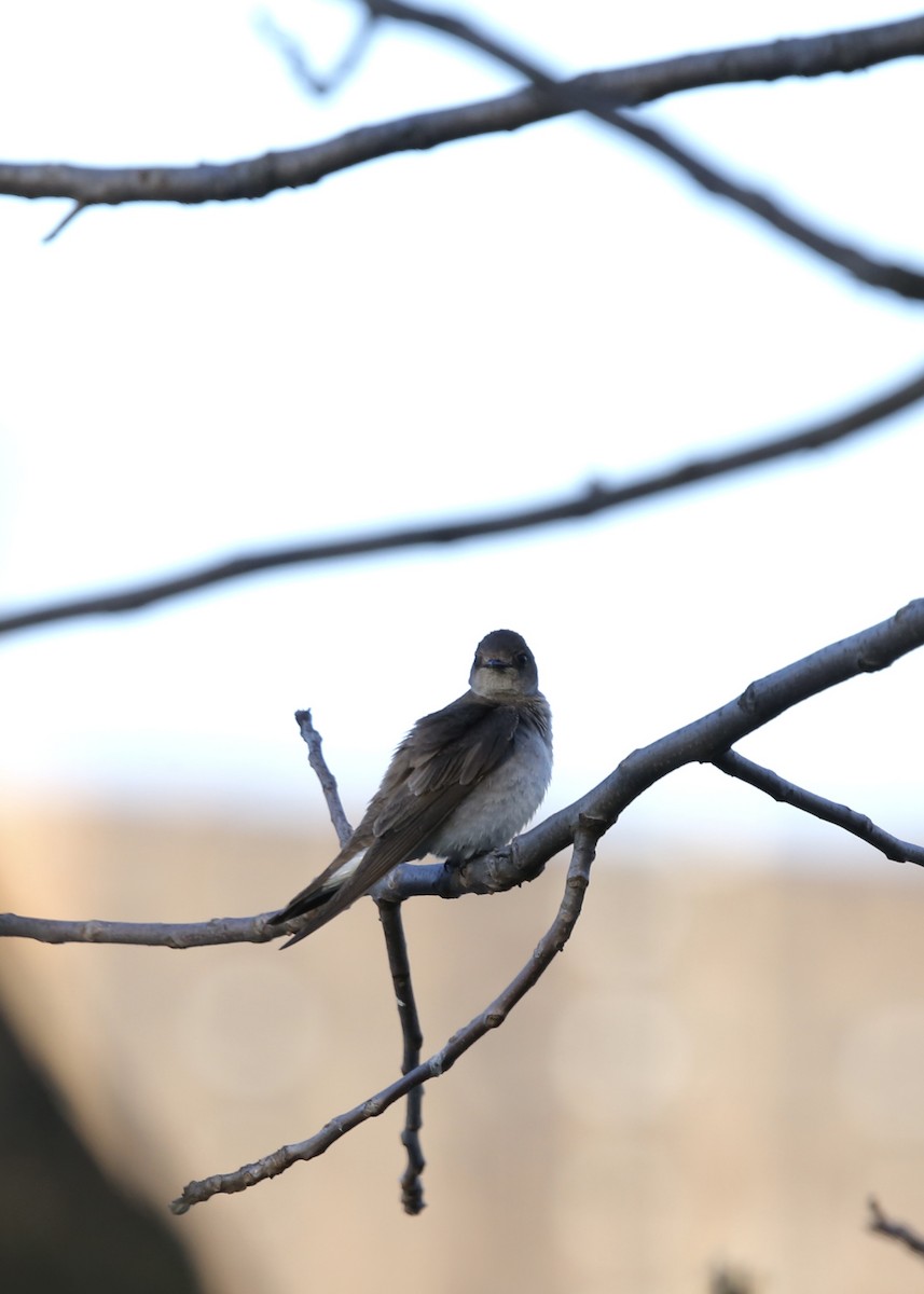 Northern Rough-winged Swallow - Bhima Aryateja