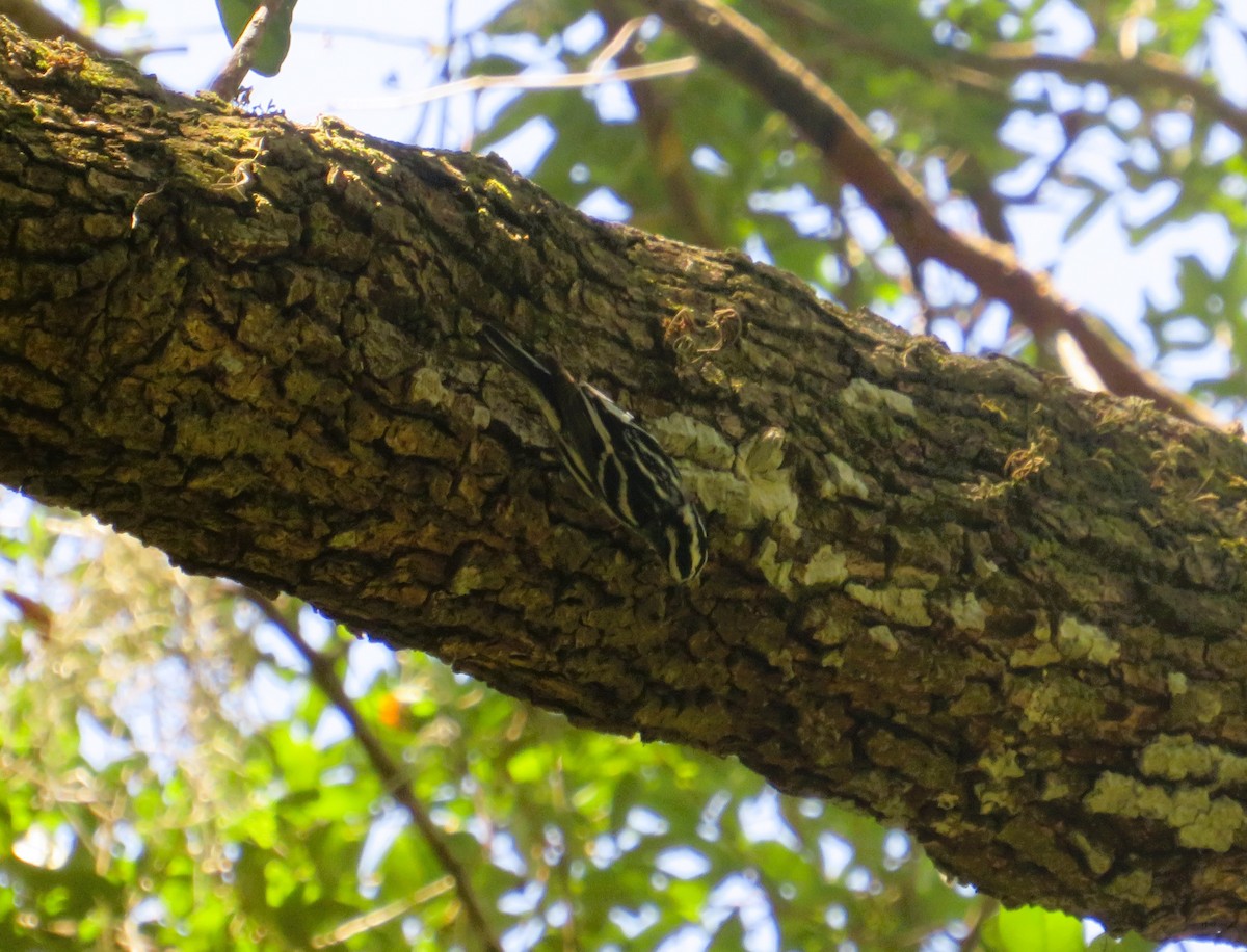 Black-and-white Warbler - ML617887702