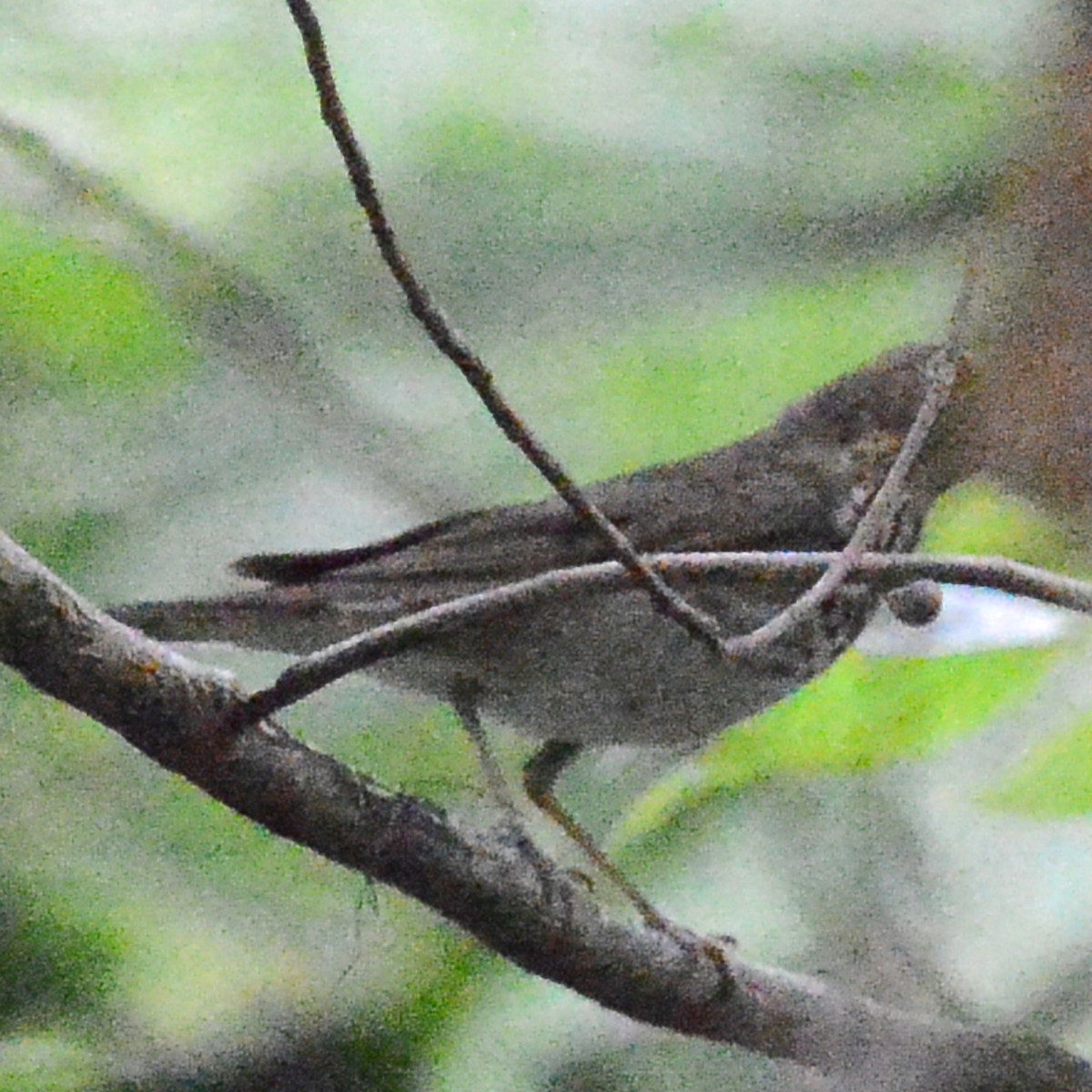 Swainson's Thrush - ML617887773