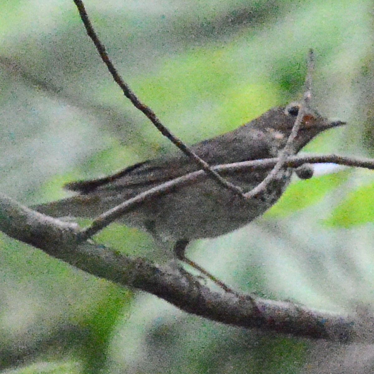 Swainson's Thrush - ML617887774