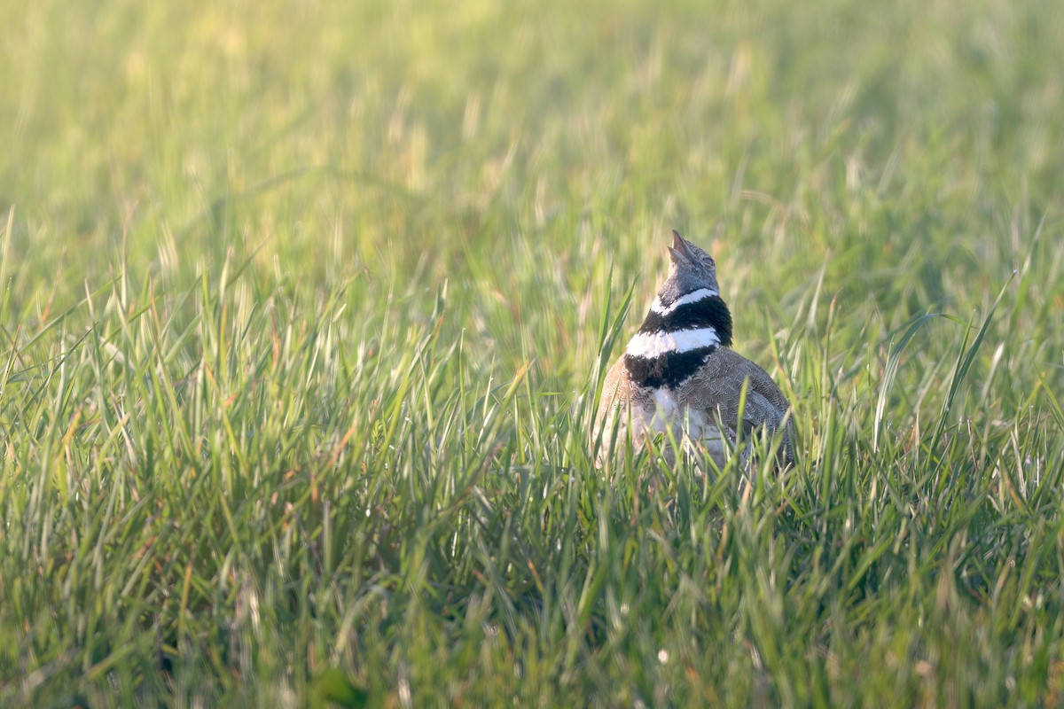 Little Bustard - ML617887784