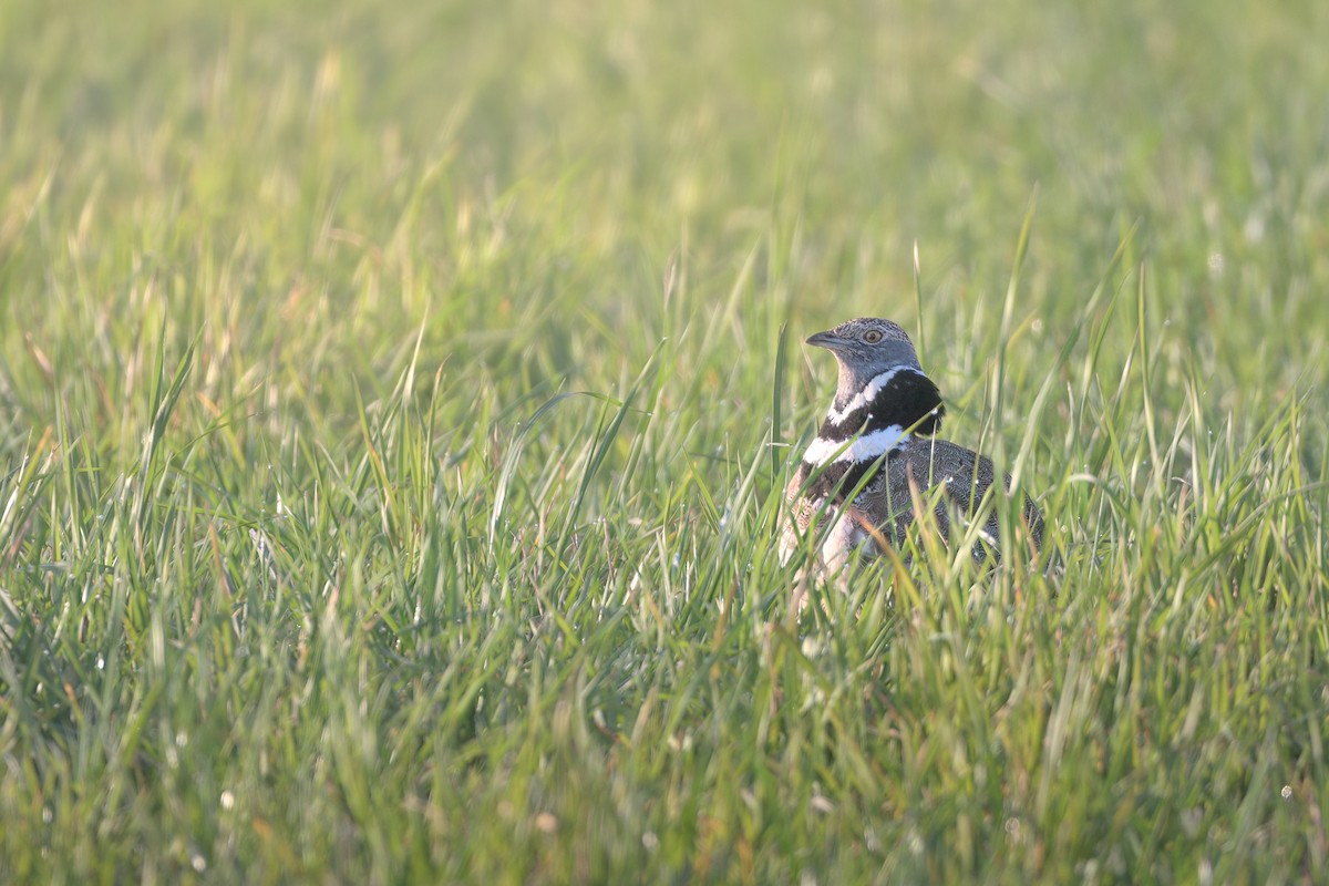 Little Bustard - ML617887785