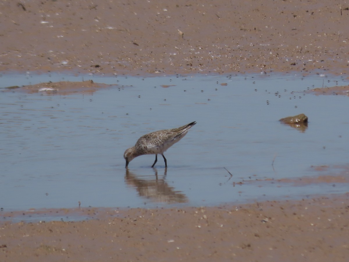 Curlew Sandpiper - ML617887796