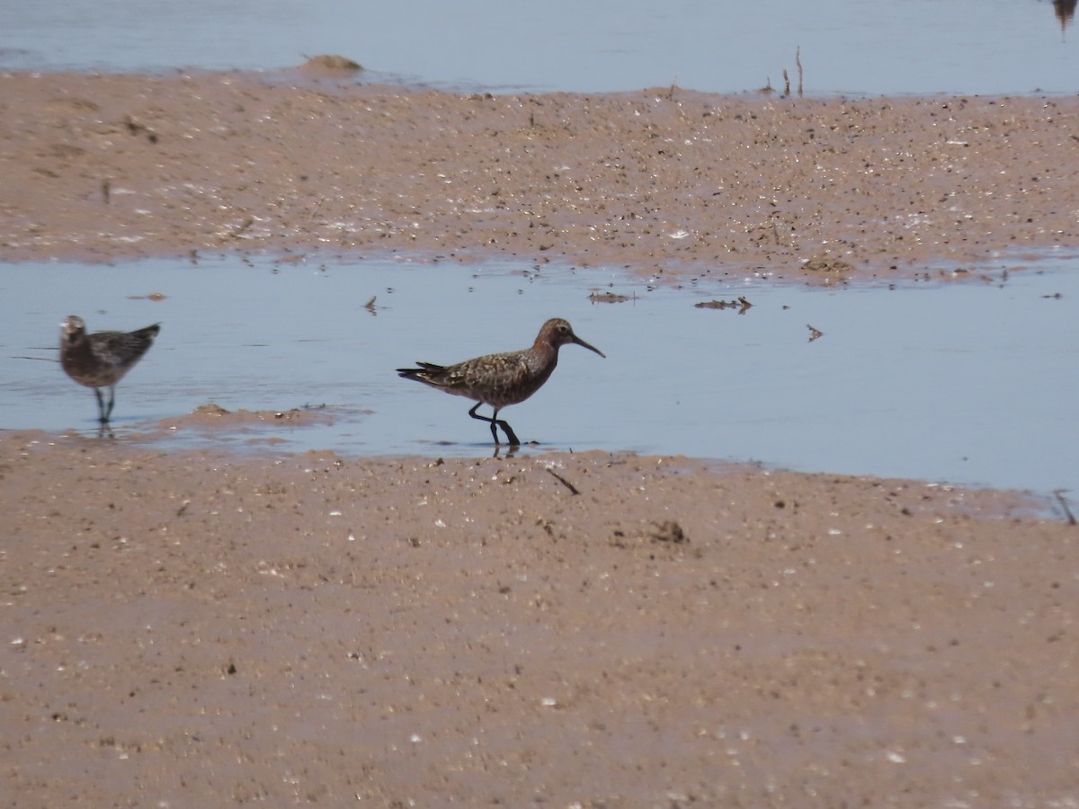 Curlew Sandpiper - ML617887797